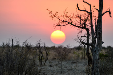 Naklejka premium A beautiful sunset seen at Mala Mala Reserve near Johannesburg South Africa