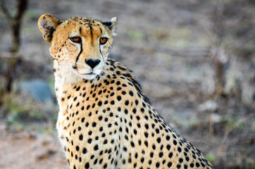 A cheetah looks at the sunset in Mala Mala Reserve near Johannesburg South Africa