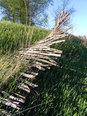 деревенская природа