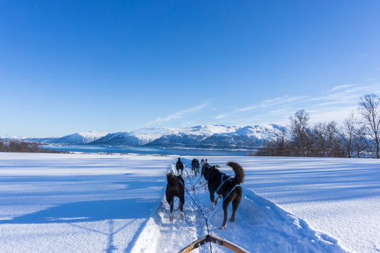Hundeschlitten in Winterlandschaft in Nord-Norwegen 