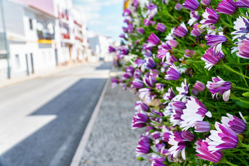 Fototapeta na wymiar Noon flowers leading down the street in sunny weather