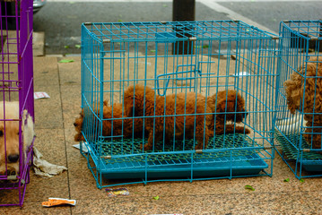 dogs in the cage