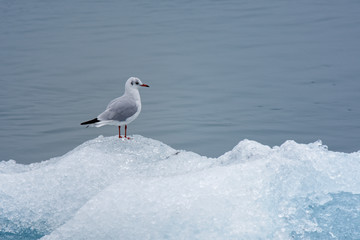 Silbermöwe (Larus argentatus), Gletscherlagune Jökulsalaron, Island