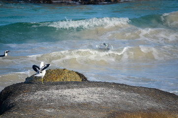 Penguins play in the waters while a seagull airs his wings at Boulder Beach South Africa