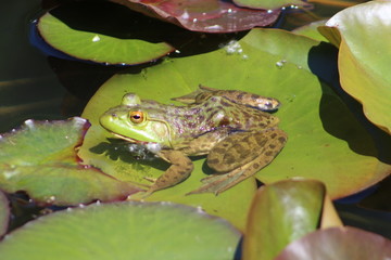 frog on lillies
