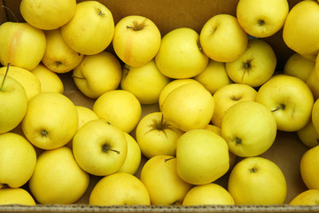 yellow apples in a box