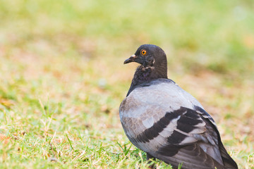 Pigeon on the grass in the park, Rock dove, Portrait of a Pigeon