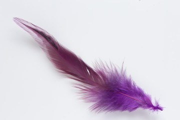 Lilac maroon feather on white background