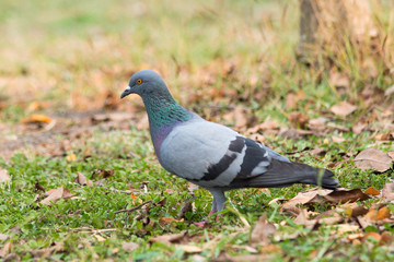 Pigeon on the grass in the park, Rock dove, Portrait of a Pigeon