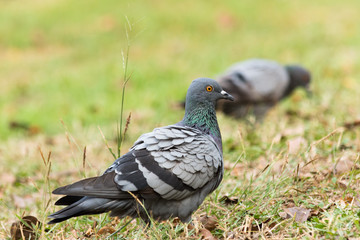 Pigeon on the grass in the park, Rock dove, Portrait of a Pigeon