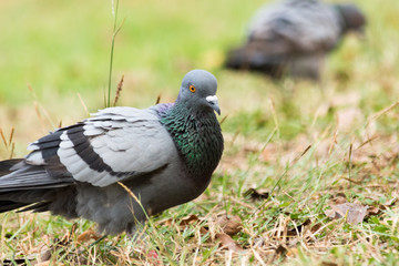 Pigeon on the grass in the park, Rock dove, Portrait of a Pigeon