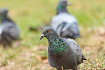 Pigeon on the grass in the park, Rock dove, Portrait of a Pigeon