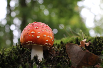 wonderful little red fly agaric mushroom with a nice bokeh