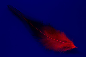 Red black feather in the UV-blacklight
