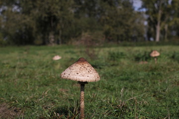 a brown parasol mushroom closeup in a green meadow in nature in fall