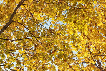 Maple leaves, autumn.