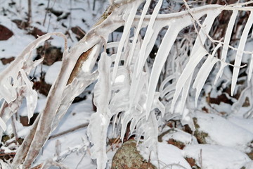 Ice on the branches of trees. Air temperature is -30 degrees Celsius.