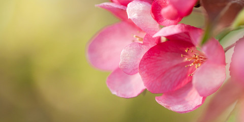 Obraz premium delicate pink flowers of sakura on a branch, background