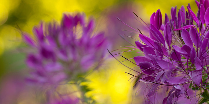 bright motley background of beautiful flowers cleoma