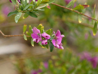 Polygala myrtifolia - Polygale à feuilles de Myrte, un arbuste ornemental aux petites fleurs pourpre et rose