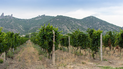 Obraz premium View of the Crimean mountains and the valley with vineyards