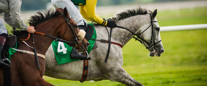 Close up on two race horses competing in a race