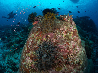Diving Christmas Island