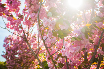 Obraz na płótnie Canvas Full magnolia tree in bloom on sunset