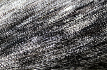 Texture fur gray with a long nap