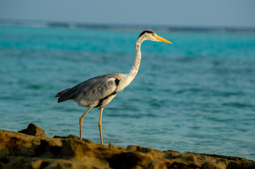 potrait of a gray heron