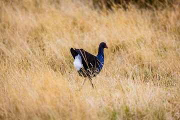 North South IslandTeal Swamp Hen, New Zealand Pukeko