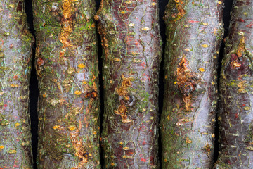 Texture with plum and moss branches (collection of vegetal and natural fibers). Foreground.