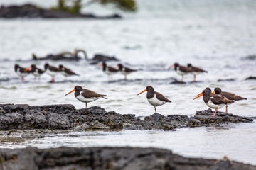 Eurasian Oystercatcher, Black Oystercatchers, Haematopus ostralegus, New Zealand