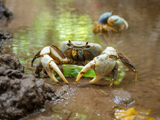 Christmas Island