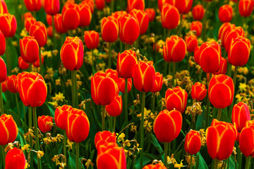 Obraz premium Colorful field of tulips, Netherlands. Keukenhof park, Holland. Flower background.