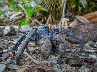 Robber Crabs
