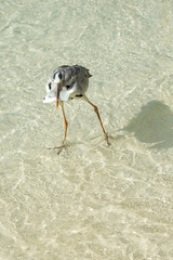 Graureiher mit Fisch