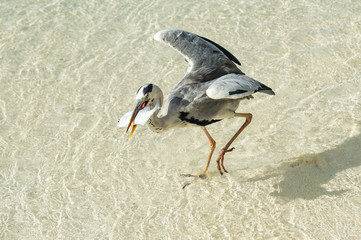 Graureiher mit Fisch © Konstantin