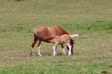 Fototapeta na wymiar Horses in a field