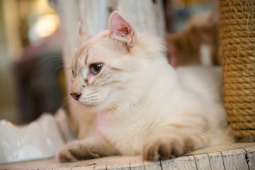 hübsche Katze