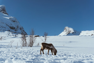 wildes Rentier in Norwegen im Winter 
