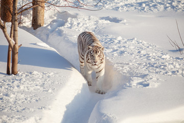 Wild white bengal tiger is walking on a white snow.