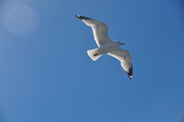 Flying seagull