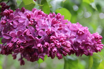 bright pink lilac in the garden