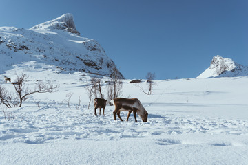 Fototapeta na wymiar wilde Rentiere in Norwegen im Winter 