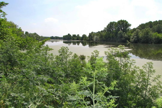Bosut River in Serbia