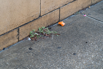 Litter and weeds dirty an urban sidewalk
