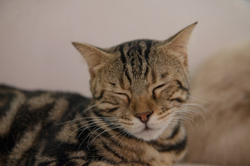 Fototapeta premium schlafende Katze