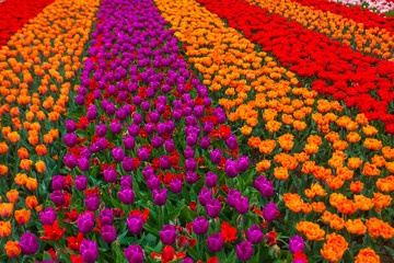 Colorful field of tulips, Netherlands. Keukenhof park, Holland. Flower background.