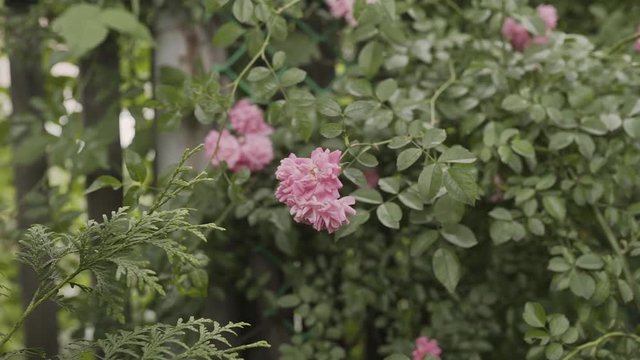 Close up of a pink rose flower on a flowerbed.